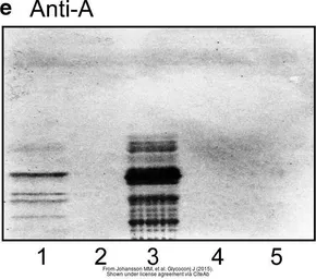 Anti-Blood Group A antigen antibody [HE-193] used in Thin layer chromatoqraphy (TLC). GTX22521