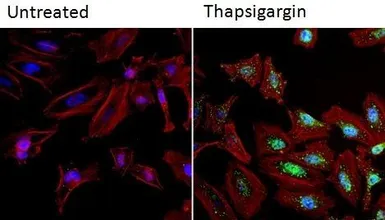 Anti-NFAT1 antibody [25A10.D6.D2] used in Immunocytochemistry/ Immunofluorescence (ICC/IF). GTX22722