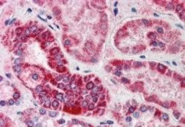 Anti-GULP1 antibody, C-term used in IHC (Paraffin sections) (IHC-P). GTX22751