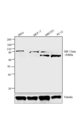 Anti-HIF1 beta antibody [2B10] used in Western Blot (WB). GTX22771