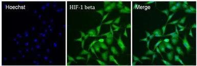 Anti-HIF1 beta antibody [2B10] used in Immunocytochemistry/ Immunofluorescence (ICC/IF). GTX22771