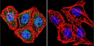 Anti-HIF1 beta antibody [2B10] used in Immunocytochemistry/ Immunofluorescence (ICC/IF). GTX22771