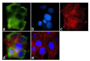 Anti-GRK1 antibody [G8] used in Immunocytochemistry/ Immunofluorescence (ICC/IF). GTX22775