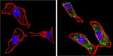 Anti-Galectin 3 antibody [A3A12] used in Immunocytochemistry/ Immunofluorescence (ICC/IF). GTX22785