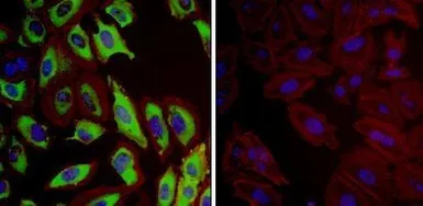 Anti-HSP27 antibody [G3.1] used in Immunocytochemistry/ Immunofluorescence (ICC/IF). GTX22790