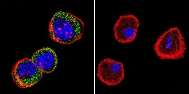 Anti-HSP27 antibody [G3.1] used in Immunocytochemistry/ Immunofluorescence (ICC/IF). GTX22790