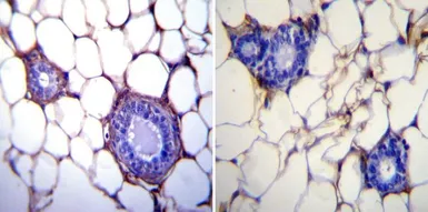 Anti-GRP94 antibody [9G10] used in IHC (Paraffin sections) (IHC-P). GTX22791