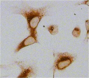 Anti-GRP94 antibody [9G10] used in Immunocytochemistry/ Immunofluorescence (ICC/IF). GTX22791
