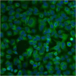Anti-PDI antibody [RL90] used in Immunocytochemistry/ Immunofluorescence (ICC/IF). GTX22792