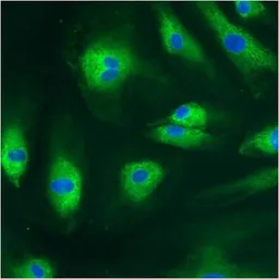 Anti-PDI antibody [RL90] used in Immunocytochemistry/ Immunofluorescence (ICC/IF). GTX22792