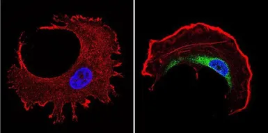 Anti-TCP1 alpha antibody [91A] used in Immunocytochemistry/ Immunofluorescence (ICC/IF). GTX22797