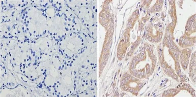 Anti-Spectrin beta 1 antibody [4C3] used in IHC (Paraffin sections) (IHC-P). GTX22808