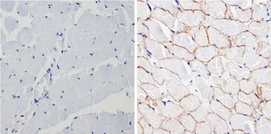 Anti-Spectrin beta 1 antibody [4C3] used in IHC (Paraffin sections) (IHC-P). GTX22808