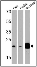 Anti-p23 antibody [JJ3] used in Western Blot (WB). GTX22814