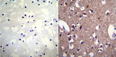 Anti-Sodium Potassium ATPase antibody [9-A5] used in IHC (Paraffin sections) (IHC-P). GTX22867