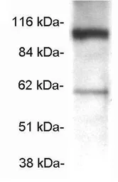 Anti-COPB antibody used in Western Blot (WB). GTX22899