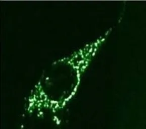 Anti-COPB antibody used in Immunocytochemistry/ Immunofluorescence (ICC/IF). GTX22899