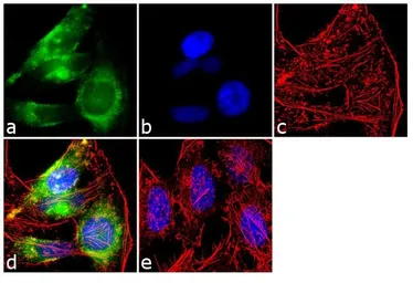 Anti-EEA1 antibody used in Immunocytochemistry/ Immunofluorescence (ICC/IF). GTX22900