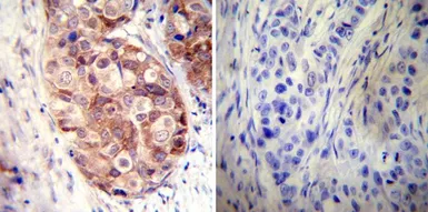 Anti-Hsp90 alpha antibody used in IHC (Paraffin sections) (IHC-P). GTX22928