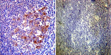 Anti-Hsp90 alpha antibody used in IHC (Paraffin sections) (IHC-P). GTX22928
