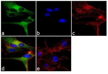 Anti-CASK antibody used in Immunocytochemistry/ Immunofluorescence (ICC/IF). GTX23383