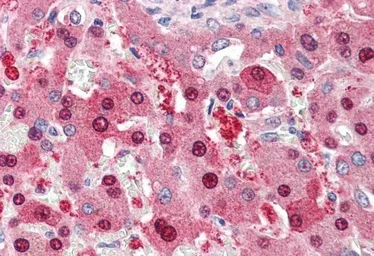 Anti-Hec1 antibody, C-term used in IHC (Paraffin sections) (IHC-P). GTX23393