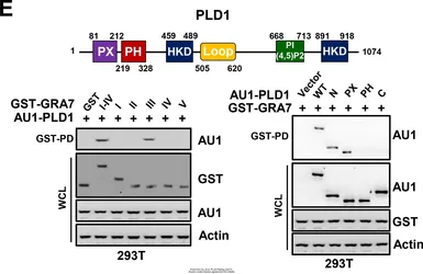 Anti-AU1 tag antibody (HRP) used in Western Blot (WB). GTX23402
