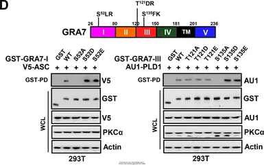 Anti-AU1 tag antibody (HRP) used in Western Blot (WB). GTX23402