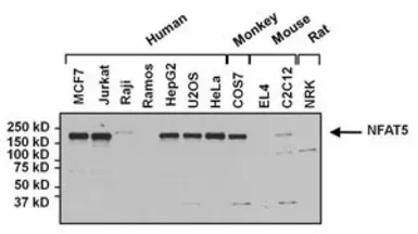 Anti-NFAT5 antibody used in Western Blot (WB). GTX23446