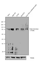 Anti-Furin antibody used in Western Blot (WB). GTX23467