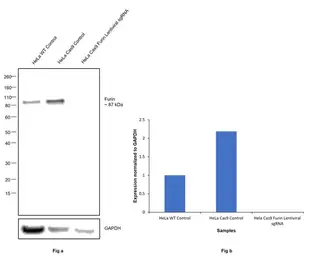Anti-Furin antibody used in Western Blot (WB). GTX23467