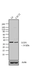 Anti-UCP3 antibody used in Western Blot (WB). GTX23477