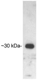 Anti-UCP3 antibody used in Western Blot (WB). GTX23477
