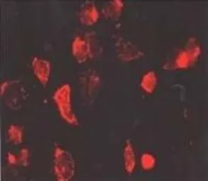 Anti-beta 1 Adrenergic Receptor antibody used in IHC (Frozen sections) (IHC-Fr). GTX23546