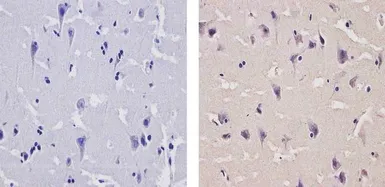 Anti-CaMKIV antibody used in IHC (Paraffin sections) (IHC-P). GTX23557