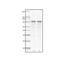 Anti-Calpain 1 antibody [9A4H8D3] used in Western Blot (WB). GTX23589