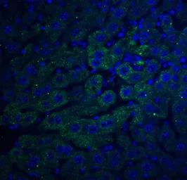 Anti-F1A alpha antibody used in IHC (Paraffin sections) (IHC-P). GTX23686