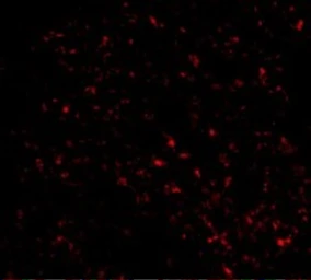 Anti-F1A alpha antibody used in IHC (Paraffin sections) (IHC-P). GTX23686