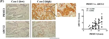 Anti-PRMT3 antibody used in IHC (Paraffin sections) (IHC-P). GTX23765
