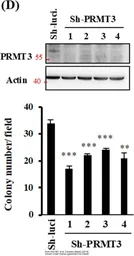 Anti-PRMT3 antibody used in Western Blot (WB). GTX23765