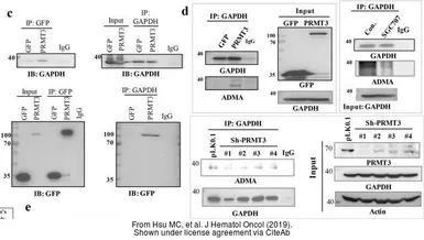Anti-PRMT3 antibody used in Western Blot (WB). GTX23765