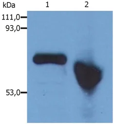 Anti-Alpha fetoprotein / AFP antibody [AFP-01] used in Western Blot (WB). GTX23980
