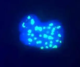 Anti-Fibrillarin antibody [38F3] used in Immunocytochemistry/ Immunofluorescence (ICC/IF). GTX24566