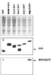 Anti-ATG12 antibody used in Western Blot (WB). GTX24752
