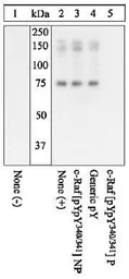 Anti-Raf1 (phospho Tyr340/Tyr341) antibody used in Western Blot (WB). GTX24769