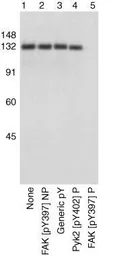 Anti-FAK (phospho Tyr397) antibody used in Western Blot (WB). GTX24803