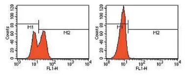 Anti-PARP (cleaved) antibody (FITC) used in Flow cytometry (FCM). GTX24831