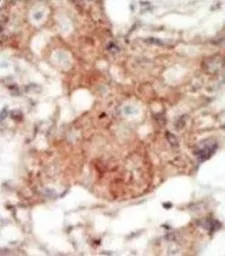 Anti-EphA4 antibody used in IHC (Paraffin sections) (IHC-P). GTX25396