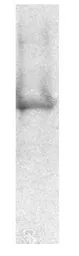 Anti-ATP5B antibody [4.3E8.D10] used in Western Blot (WB). GTX25432