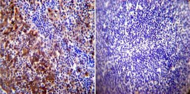 Anti-Hsp70 antibody [2A4] used in IHC (Paraffin sections) (IHC-P). GTX25442